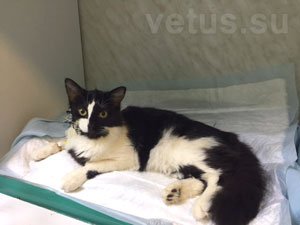 Кот после гастроскопии