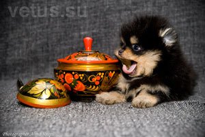 кардиология собак